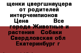 щенки цвергшнауцера от родителей интерчемпионов,   › Цена ­ 35 000 - Все города Животные и растения » Собаки   . Свердловская обл.,Екатеринбург г.